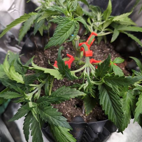 Zelda- Purple Panama Red 17-21%S, (94 days),  287w/60d growlog photo: She needed bending. First clip, broke her arm. She's so beefy!! Her stem is massive.