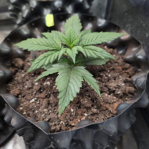 Quinn- Quarter Pounder w/Cheese (84d) 22-28%Sativa 163g wet/36g dry growlog photo: If she wasn't topped before... She is now.