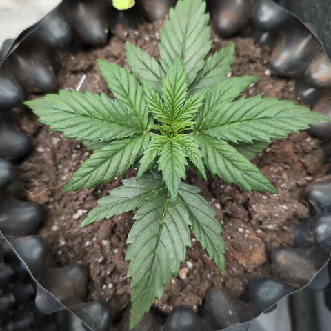 Quinn- Quarter Pounder w/Cheese (84d) 22-28%Sativa 163g wet/36g dry growlog photo: If she wasn't topped before... She is now.