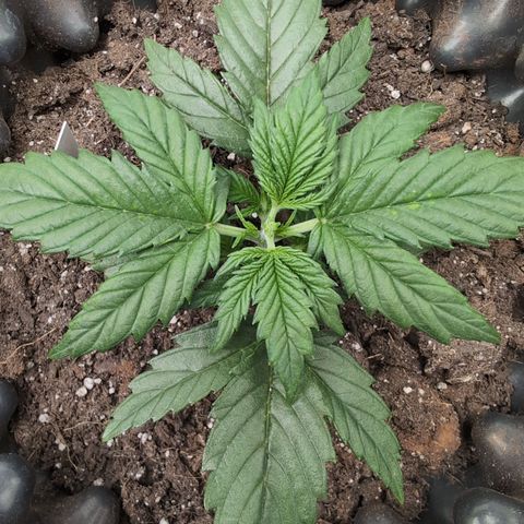 Quinn- Quarter Pounder w/Cheese (84d) 22-28%Sativa 163g wet/36g dry growlog timeline photo