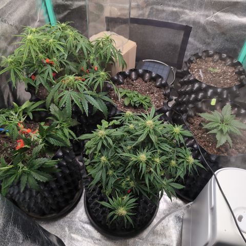 Chrissy -Bruce Banner (78d) 27-33% 60/40S, 215gw/41g dry growlog timeline photo