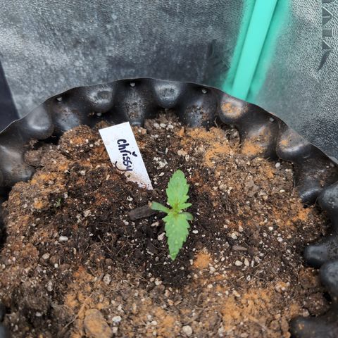 Chrissy -Bruce Banner (78d) 27-33% 60/40S, 215gw/41g dry growlog timeline photo
