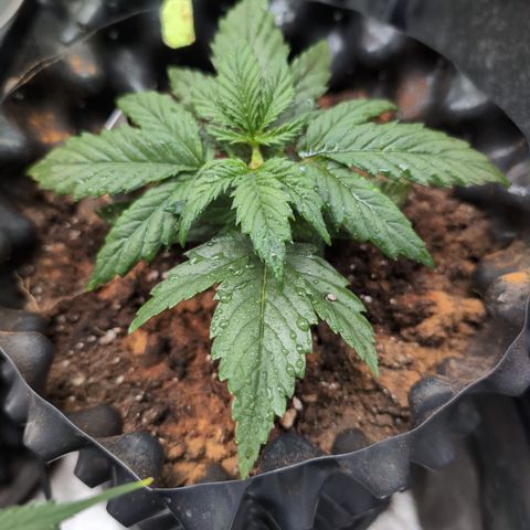 Quinn- Quarter Pounder w/Cheese (84d) 22-28%Sativa 163g wet/36g dry growlog timeline photo