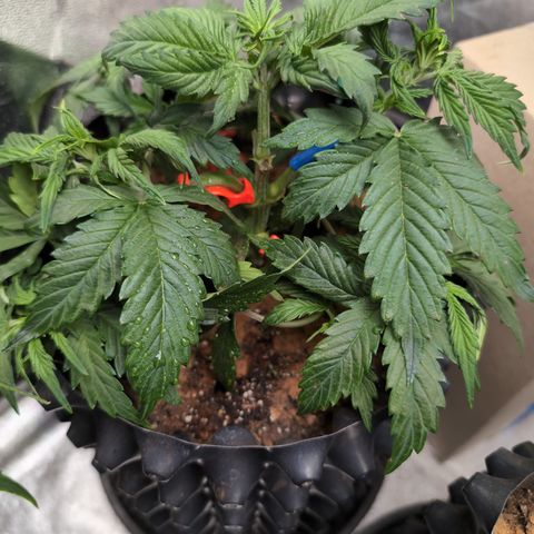 Zelda- Purple Panama Red 17-21%S, (94 days),  287w/60d growlog photo: Weird how she looks like one cola.