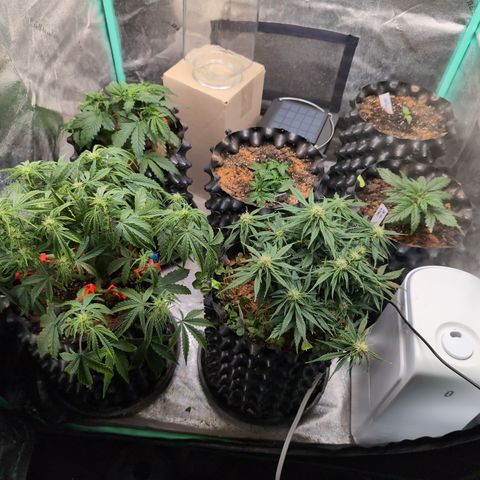 Chrissy -Bruce Banner (78d) 27-33% 60/40S, 215gw/41g dry growlog photo: So many gnats.