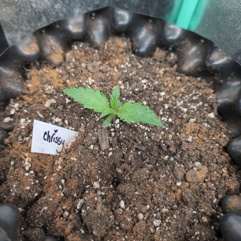 Chrissy -Bruce Banner (78d) 27-33% 60/40S, 215gw/41g dry growlog photo: She's doing great!