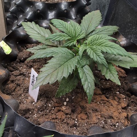 Quinn- Quarter Pounder w/Cheese (84d) 22-28%Sativa 163g wet/36g dry growlog photo: What a beauty!
