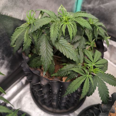 Zelda- Purple Panama Red 17-21%S, (94 days),  287w/60d growlog photo: So happy!!