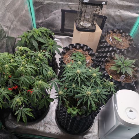 Chrissy -Bruce Banner (78d) 27-33% 60/40S, 215gw/41g dry growlog photo: So many gnats!!