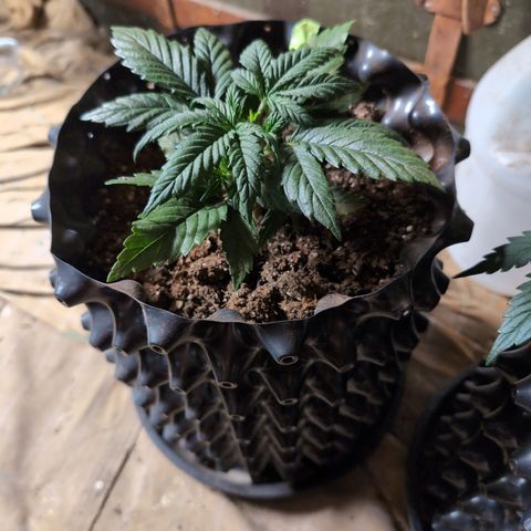 Quinn- Quarter Pounder w/Cheese (84d) 22-28%Sativa 163g wet/36g dry growlog timeline photo