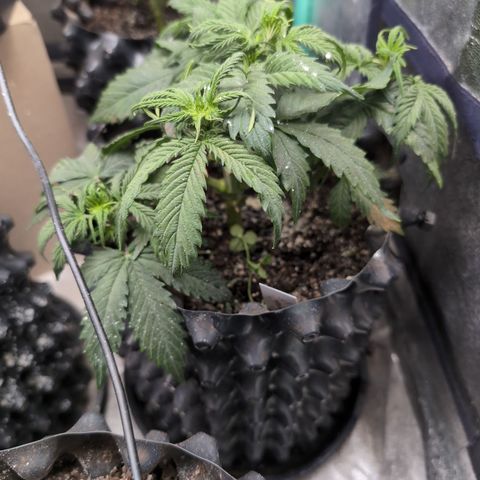 Zelda- Purple Panama Red 17-21%S, (94 days),  287w/60d growlog timeline photo