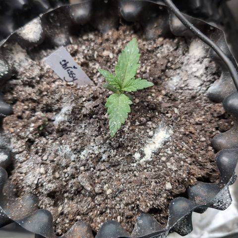 Chrissy -Bruce Banner (78d) 27-33% 60/40S, 215gw/41g dry growlog timeline photo