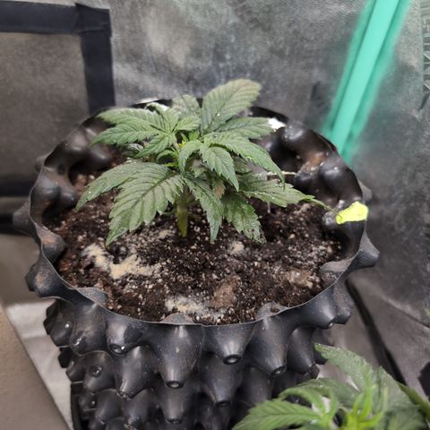 Quinn- Quarter Pounder w/Cheese (84d) 22-28%Sativa 163g wet/36g dry growlog timeline photo