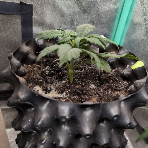 Quinn- Quarter Pounder w/Cheese (84d) 22-28%Sativa 163g wet/36g dry growlog timeline photo