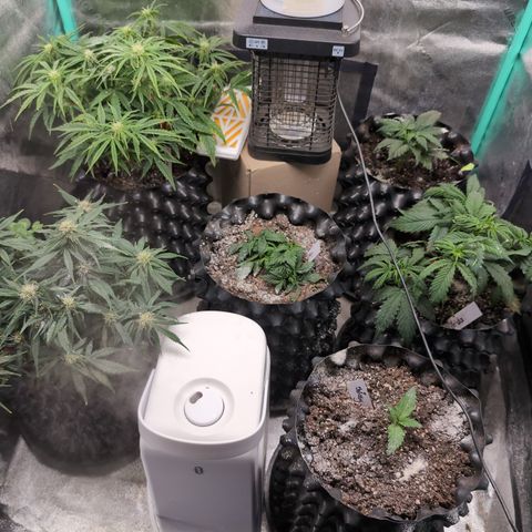 Chrissy -Bruce Banner (78d) 27-33% 60/40S, 215gw/41g dry growlog photo: Gnats, gnats, gnats. They are out-of-control. I misted the tent with diatomaceous earth, changed the sticky paper... Tomorrow!
