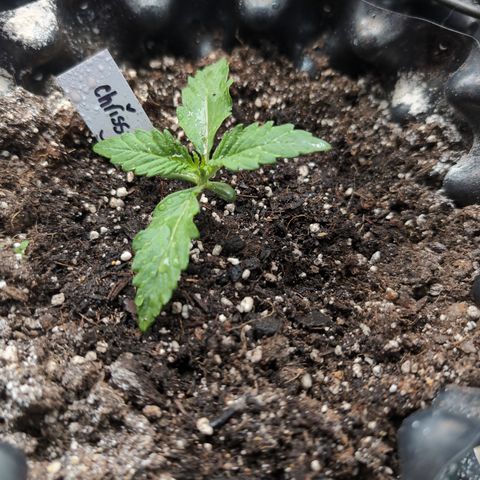 Chrissy -Bruce Banner (78d) 27-33% 60/40S, 215gw/41g dry growlog timeline photo