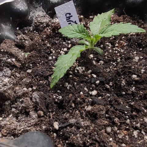 Chrissy -Bruce Banner (78d) 27-33% 60/40S, 215gw/41g dry growlog timeline photo