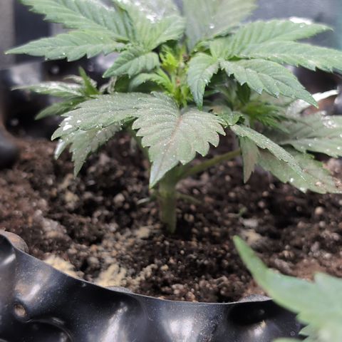 Quinn- Quarter Pounder w/Cheese (84d) 22-28%Sativa 163g wet/36g dry growlog timeline photo