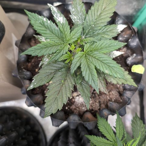Quinn- Quarter Pounder w/Cheese (84d) 22-28%Sativa 163g wet/36g dry growlog timeline photo