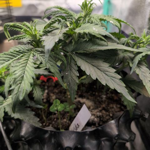 Zelda- Purple Panama Red 17-21%S, (94 days),  287w/60d growlog photo: She's very happy.