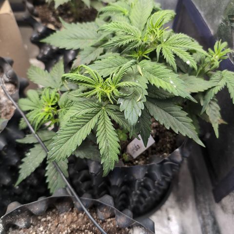 Zelda- Purple Panama Red 17-21%S, (94 days),  287w/60d growlog photo: She's very happy.