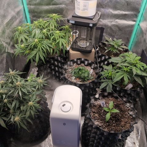 Chrissy -Bruce Banner (78d) 27-33% 60/40S, 215gw/41g dry growlog photo: I think the diatomaceous earth helped. I'll give another squirt on my way out.