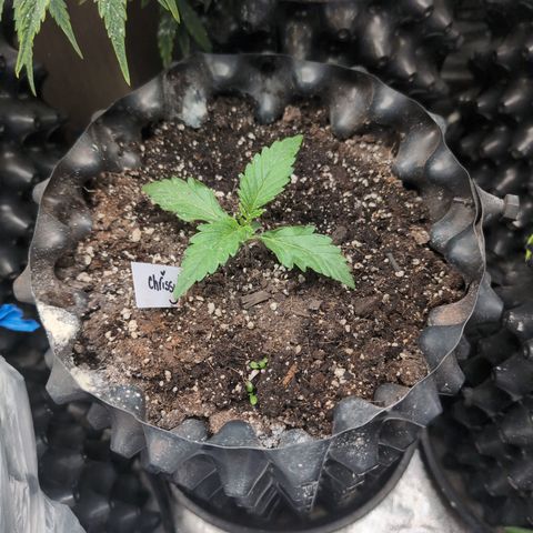 Chrissy -Bruce Banner (78d) 27-33% 60/40S, 215gw/41g dry growlog timeline photo