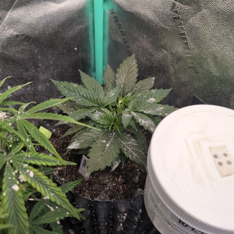 Quinn- Quarter Pounder w/Cheese (84d) 22-28%Sativa 163g wet/36g dry growlog timeline photo