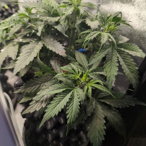 Zelda- Purple Panama Red 17-21%S, (94 days),  287w/60d growlog timeline photo