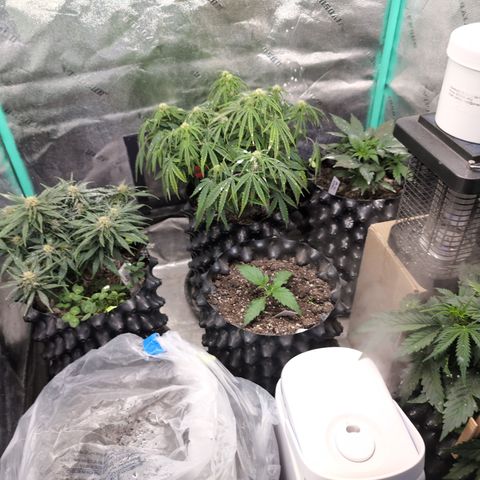 Chrissy -Bruce Banner (78d) 27-33% 60/40S, 215gw/41g dry growlog photo: I'm not changing anything today. Lettin' then be.