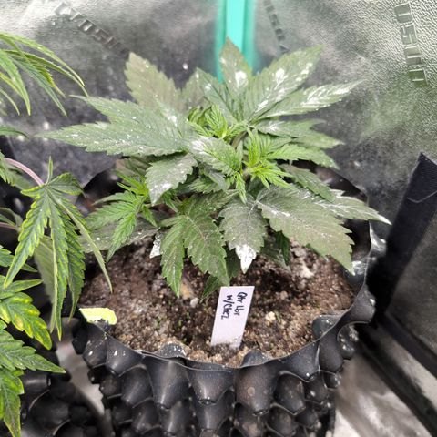 Quinn- Quarter Pounder w/Cheese (84d) 22-28%Sativa 163g wet/36g dry growlog photo: Very happy today!!