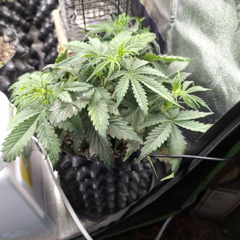 Zelda- Purple Panama Red 17-21%S, (94 days),  287w/60d growlog photo: They must've liked the last feeding!!