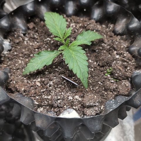 Chrissy -Bruce Banner (78d) 27-33% 60/40S, 215gw/41g dry growlog timeline photo