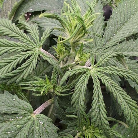 Zelda- Purple Panama Red 17-21%S, (94 days),  287w/60d growlog photo: Oh yah!