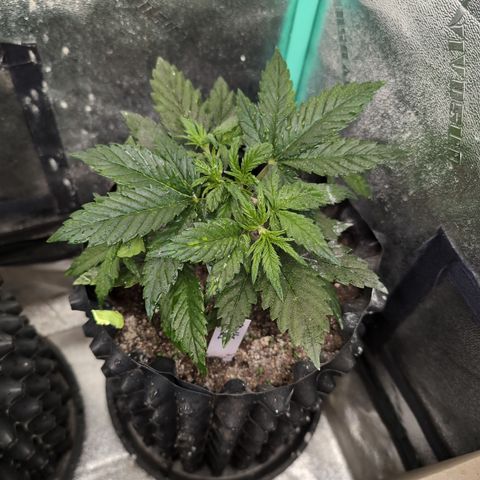 Quinn- Quarter Pounder w/Cheese (84d) 22-28%Sativa 163g wet/36g dry growlog photo: She's a stunner!!