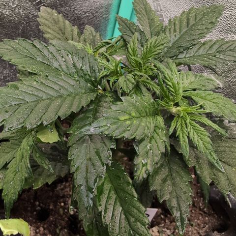 Quinn- Quarter Pounder w/Cheese (84d) 22-28%Sativa 163g wet/36g dry growlog photo: She's a stunner!!