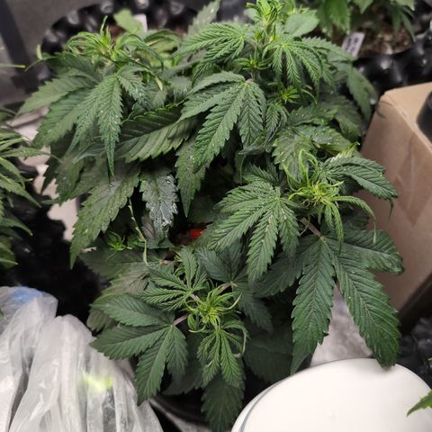 Zelda- Purple Panama Red 17-21%S, (94 days),  287w/60d growlog photo: Oh yah!