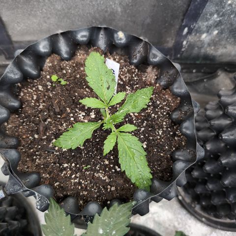 Chrissy -Bruce Banner (78d) 27-33% 60/40S, 215gw/41g dry growlog timeline photo