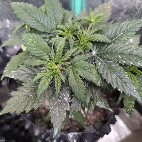 Quinn- Quarter Pounder w/Cheese (84d) 22-28%Sativa 163g wet/36g dry growlog timeline photo