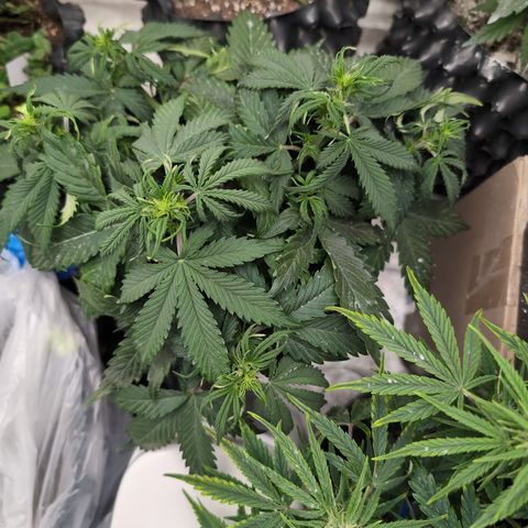 Zelda- Purple Panama Red 17-21%S, (94 days),  287w/60d growlog photo: Big and beautiful!