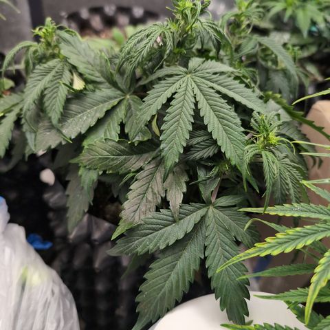 Zelda- Purple Panama Red 17-21%S, (94 days),  287w/60d growlog photo: Big and beautiful!