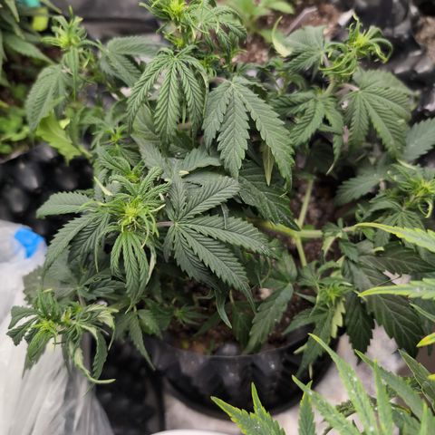 Zelda- Purple Panama Red 17-21%S, (94 days),  287w/60d growlog timeline photo