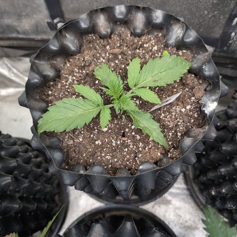 Chrissy -Bruce Banner (78d) 27-33% 60/40S, 215gw/41g dry growlog timeline photo