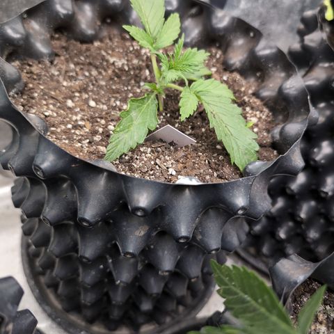 Chrissy -Bruce Banner (78d) 27-33% 60/40S, 215gw/41g dry growlog timeline photo