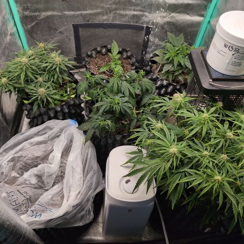 Chrissy -Bruce Banner (78d) 27-33% 60/40S, 215gw/41g dry growlog timeline photo