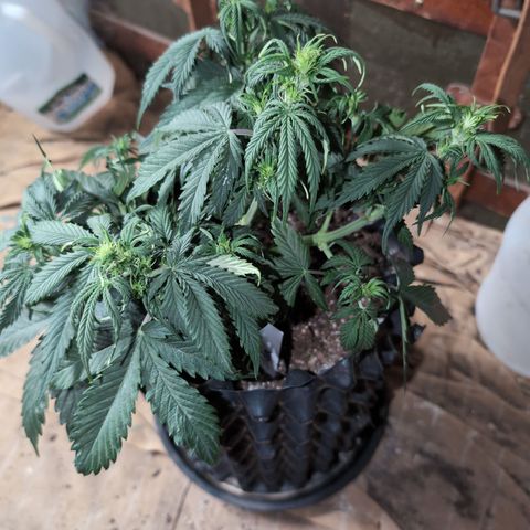 Zelda- Purple Panama Red 17-21%S, (94 days),  287w/60d growlog timeline photo