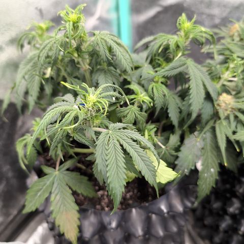 Zelda- Purple Panama Red 17-21%S, (94 days),  287w/60d growlog timeline photo