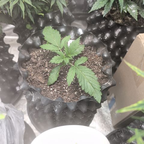 Chrissy -Bruce Banner (78d) 27-33% 60/40S, 215gw/41g dry growlog photo: See how she does with full light