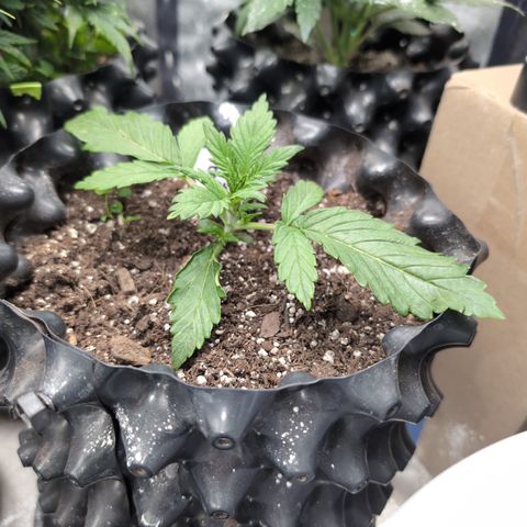Chrissy -Bruce Banner (78d) 27-33% 60/40S, 215gw/41g dry growlog timeline photo