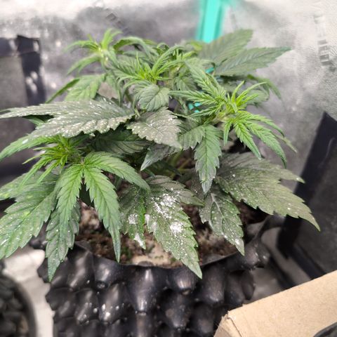 Quinn- Quarter Pounder w/Cheese (84d) 22-28%Sativa 163g wet/36g dry growlog photo: Definitely flowering! ❤️